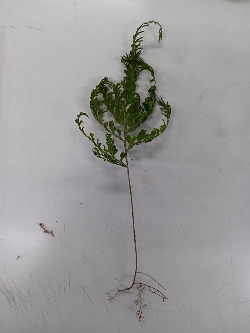 Selaginella argentea
