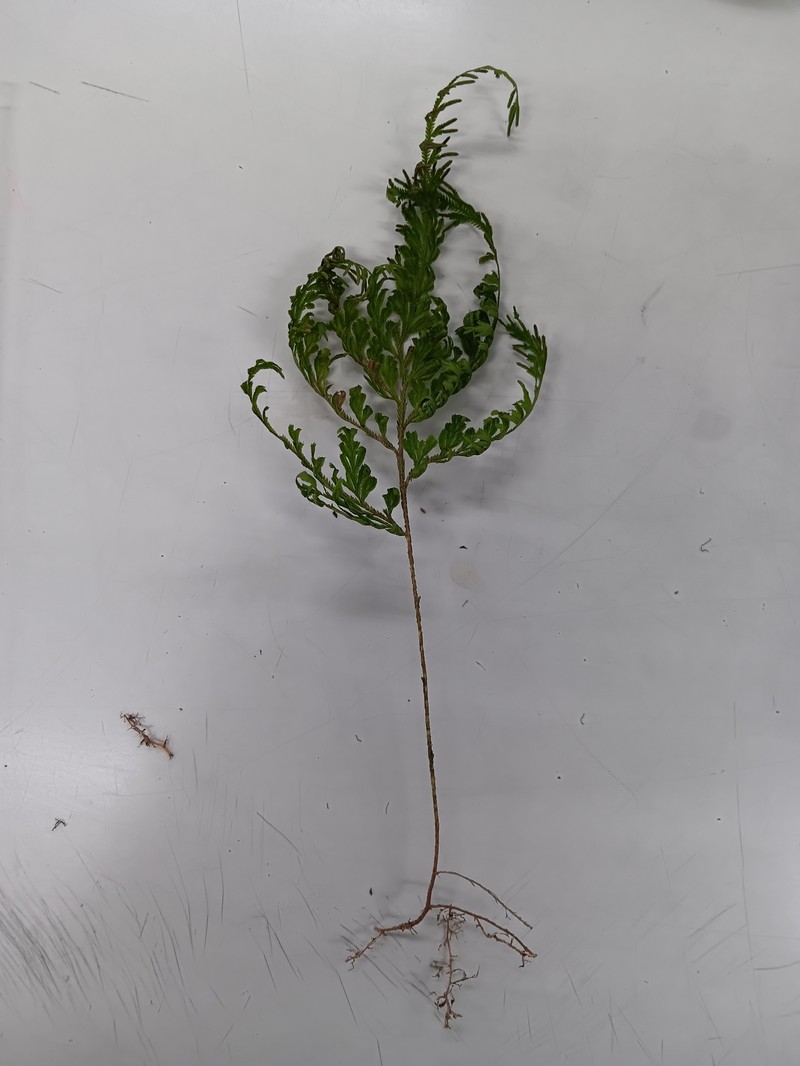 Selaginella argentea photo 2