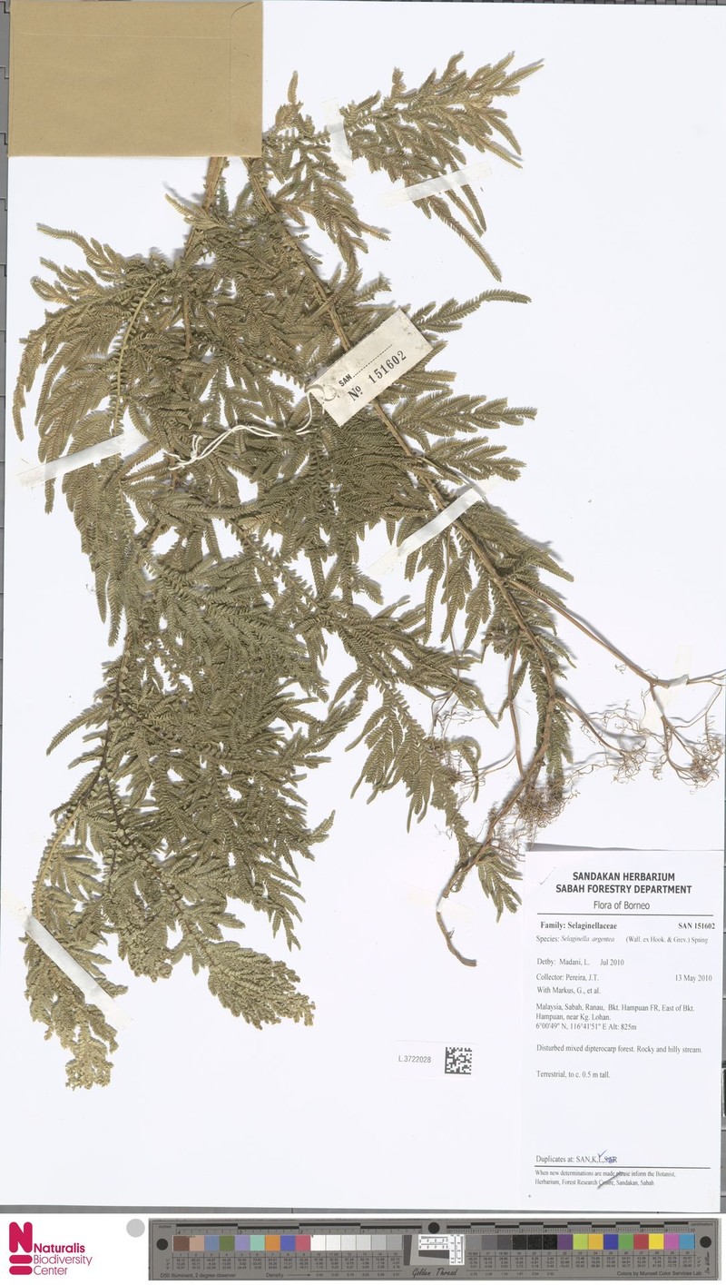 Selaginella argentea photo 3