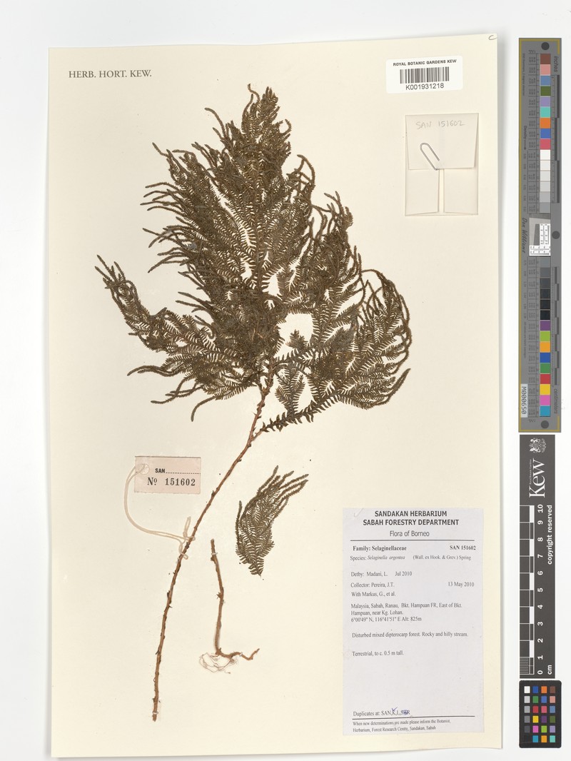 Selaginella argentea photo 4