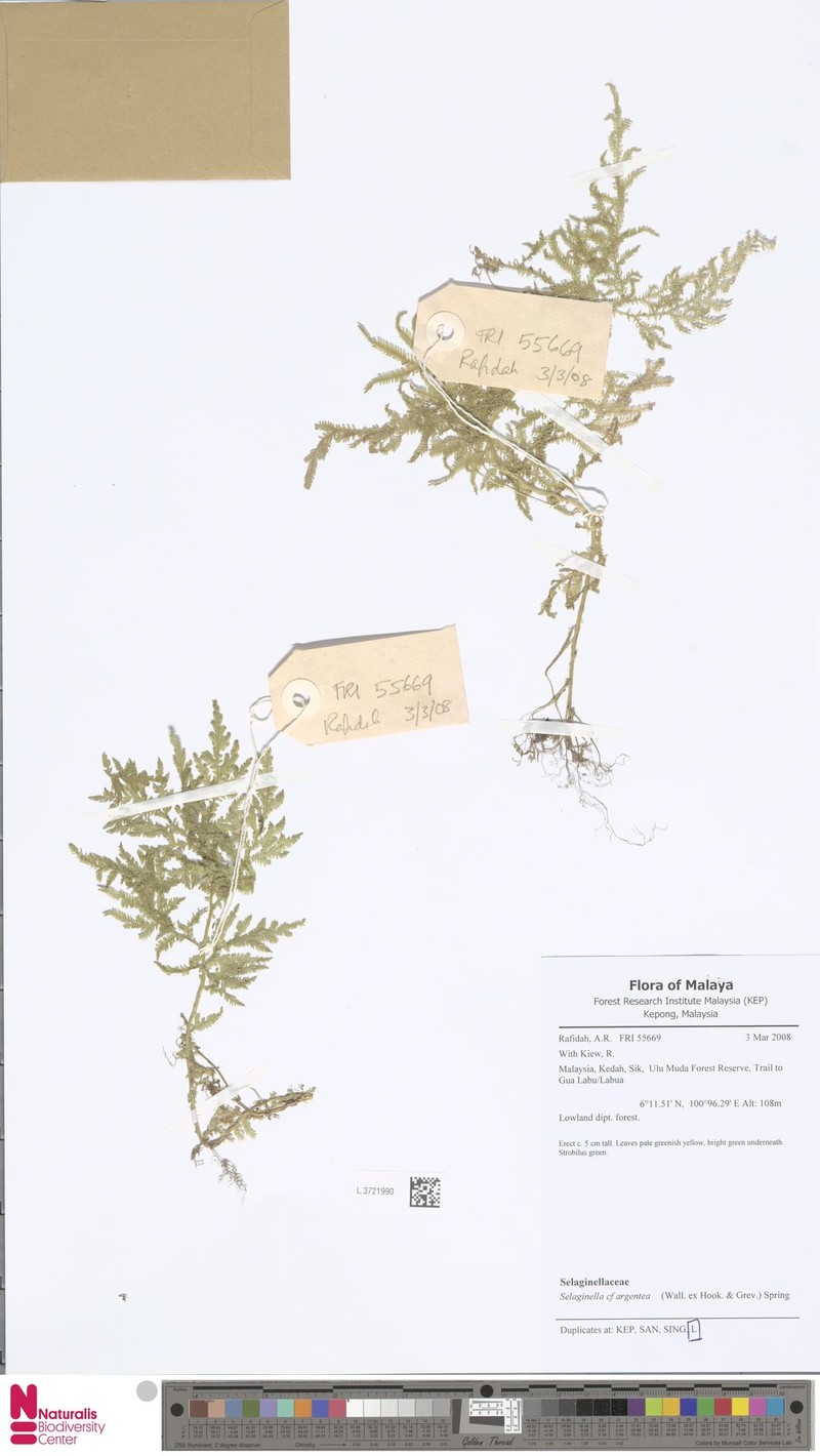 Selaginella argentea photo 5