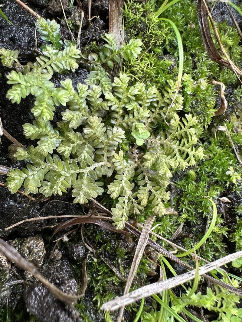 Selaginella aristata photo 2