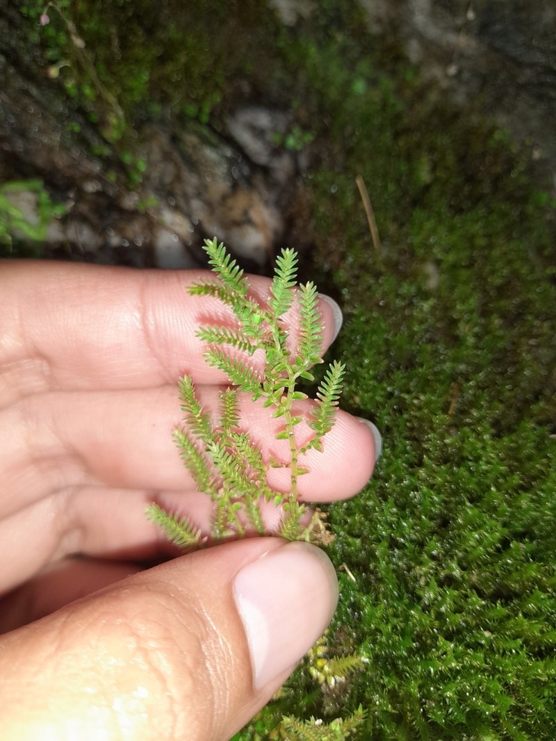 Selaginella aristata photo 3