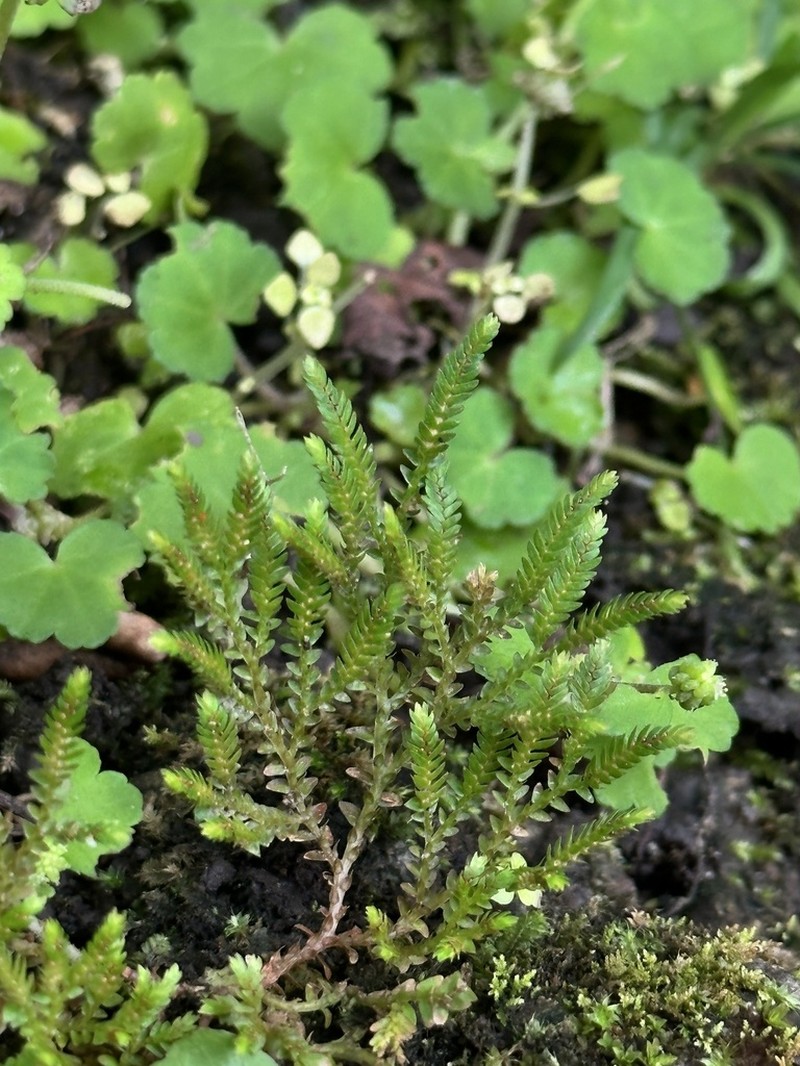 Selaginella aristata photo 4