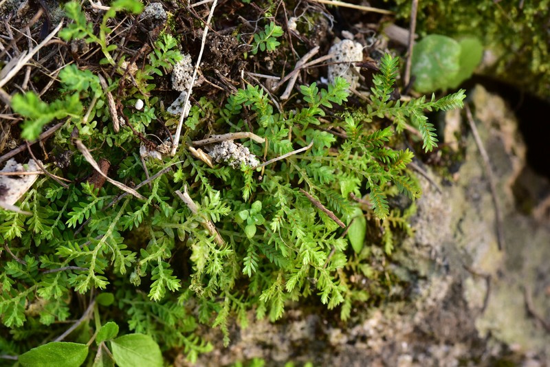 Selaginella aristata photo 5