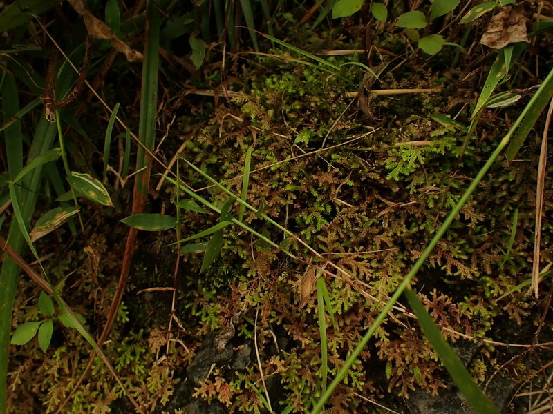 Selaginella aristata photo 6