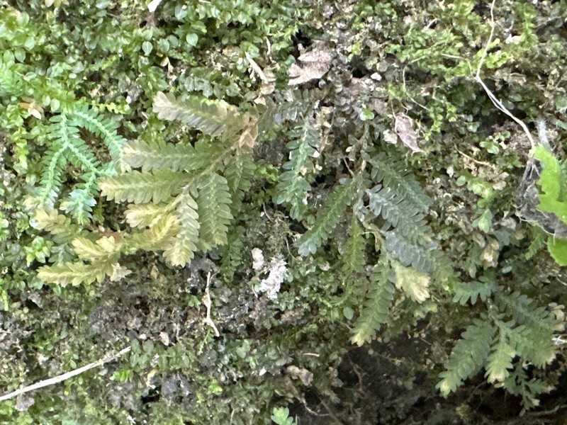 Selaginella aristata photo 7