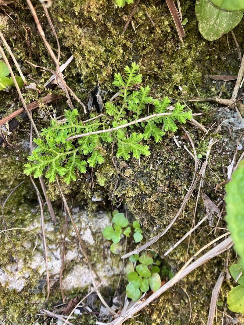 Selaginella aristata photo 8