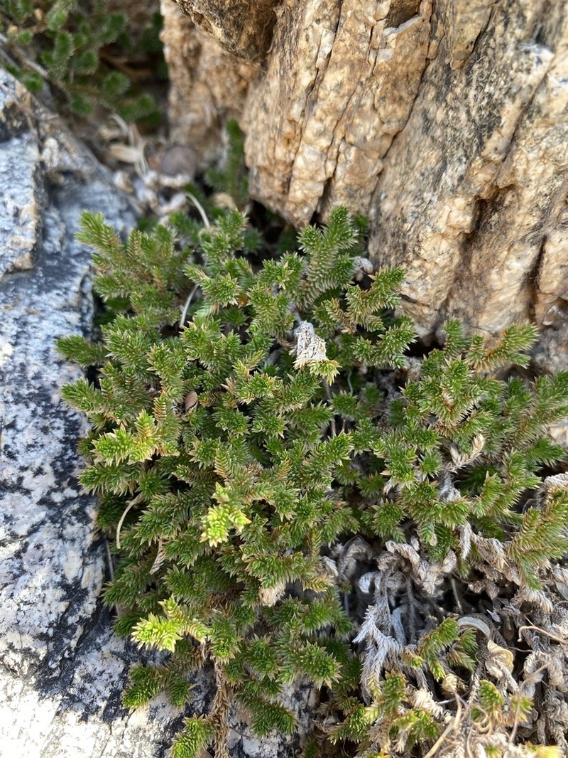 Arizona Spikemoss photo 2