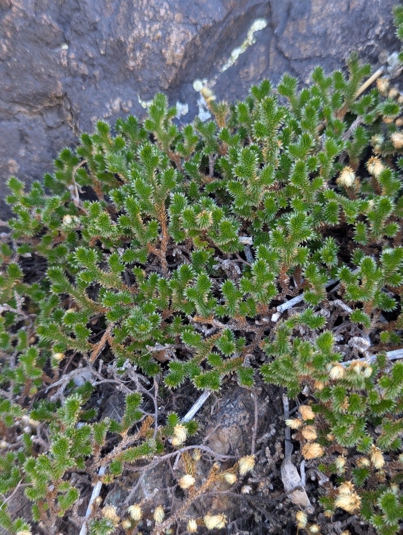 Arizona Spikemoss photo 3