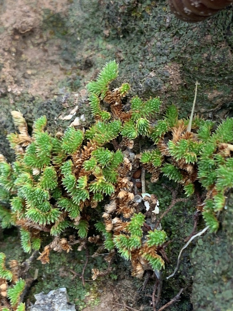 Arizona Spikemoss photo 4