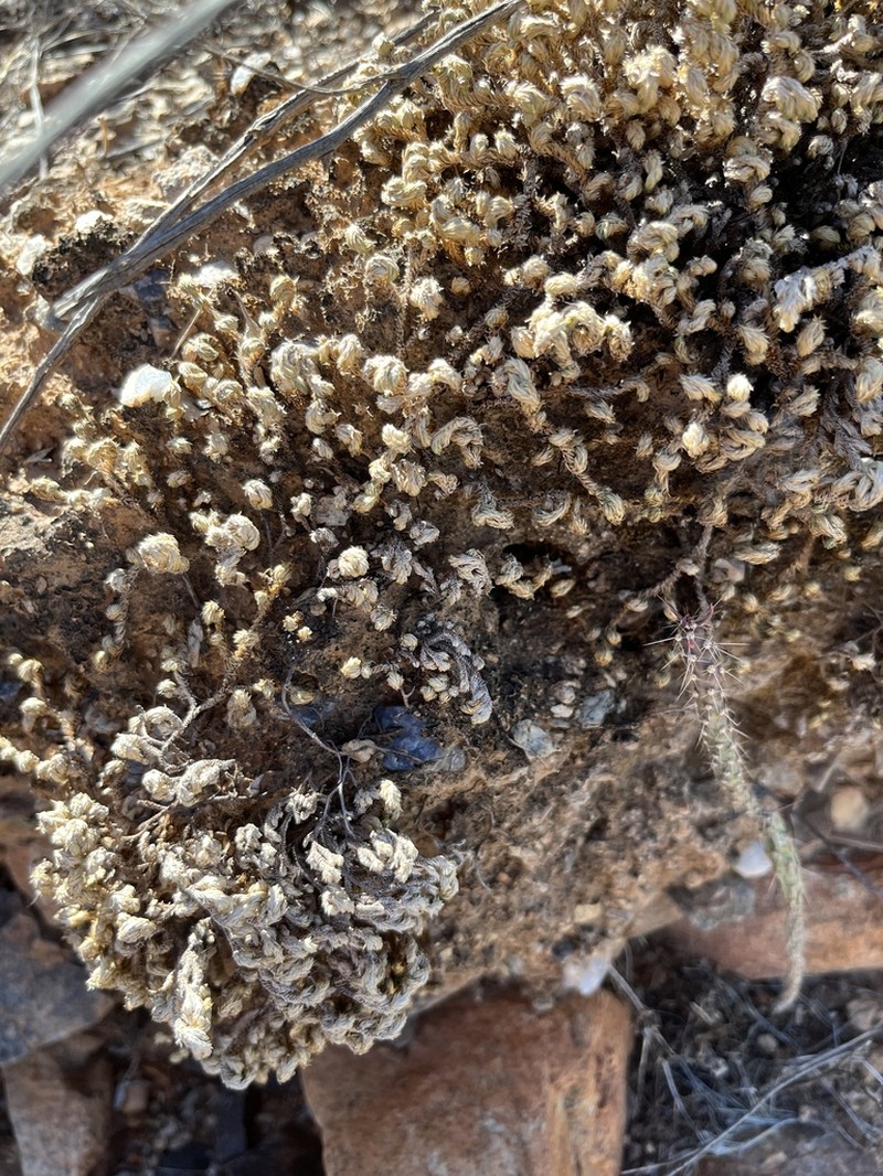Arizona Spikemoss photo 5