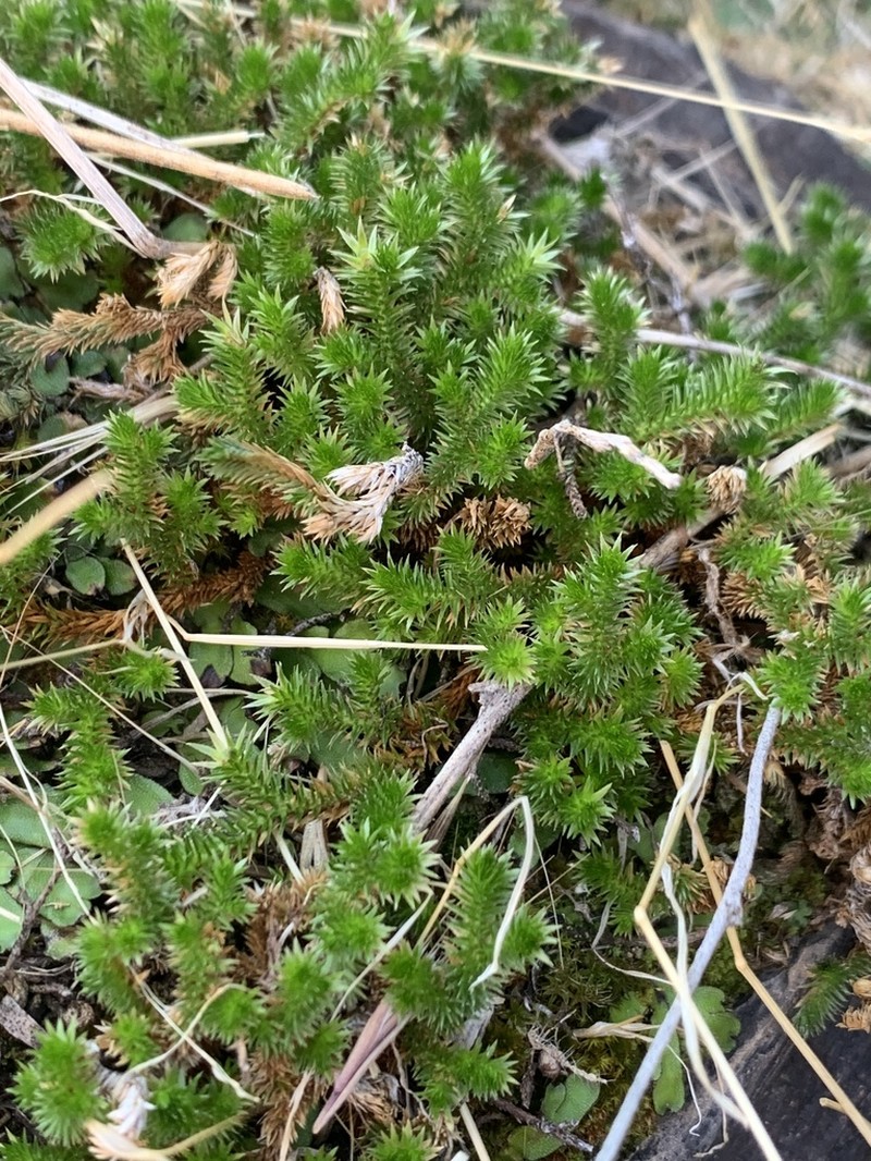 Arizona Spikemoss photo 6