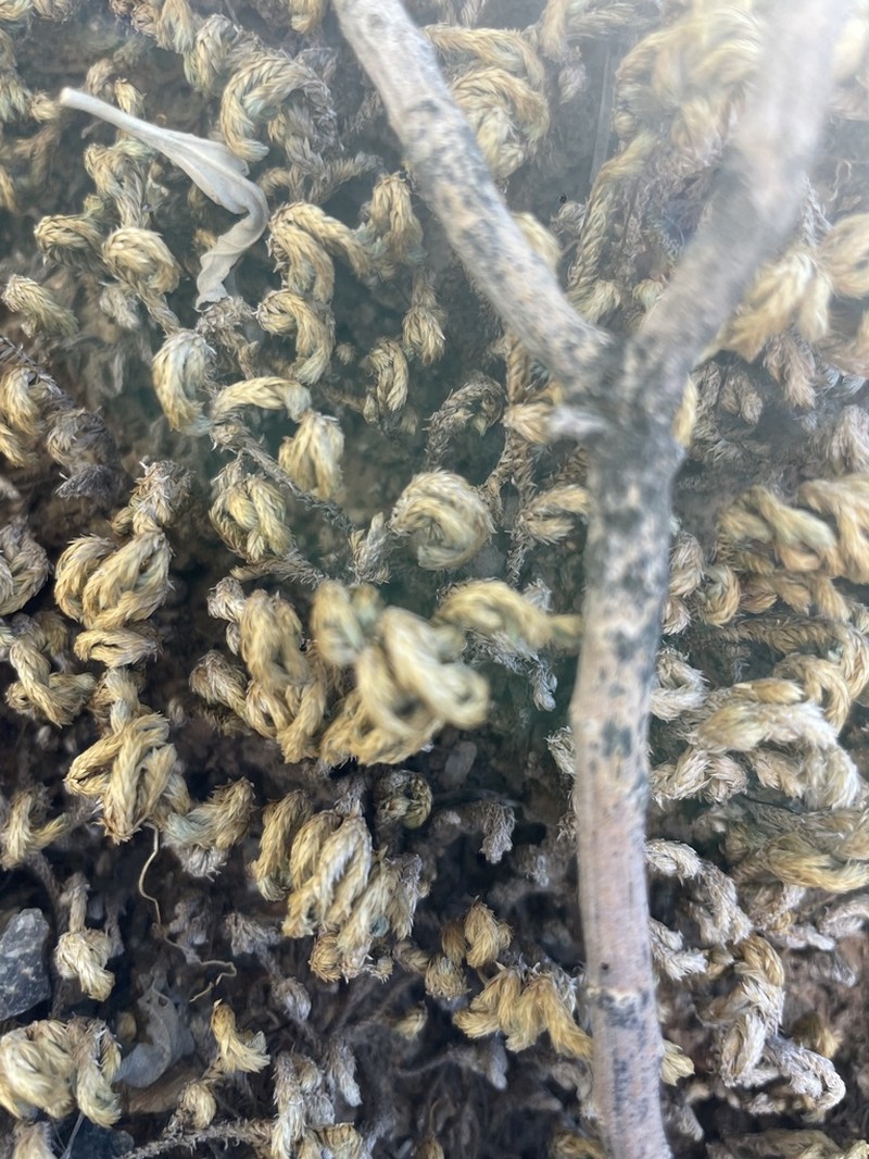 Arizona Spikemoss photo 7