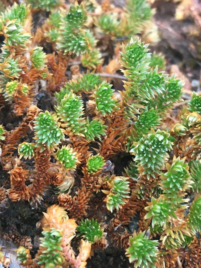 Arizona Spikemoss photo 8