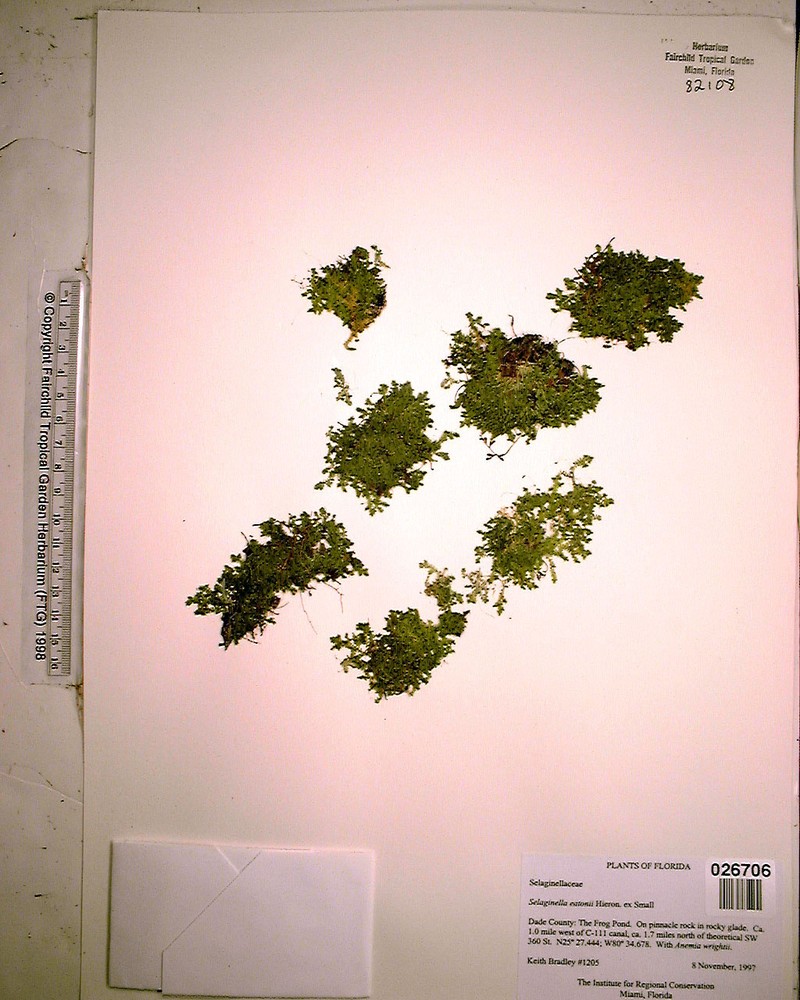 Armored Spikemoss