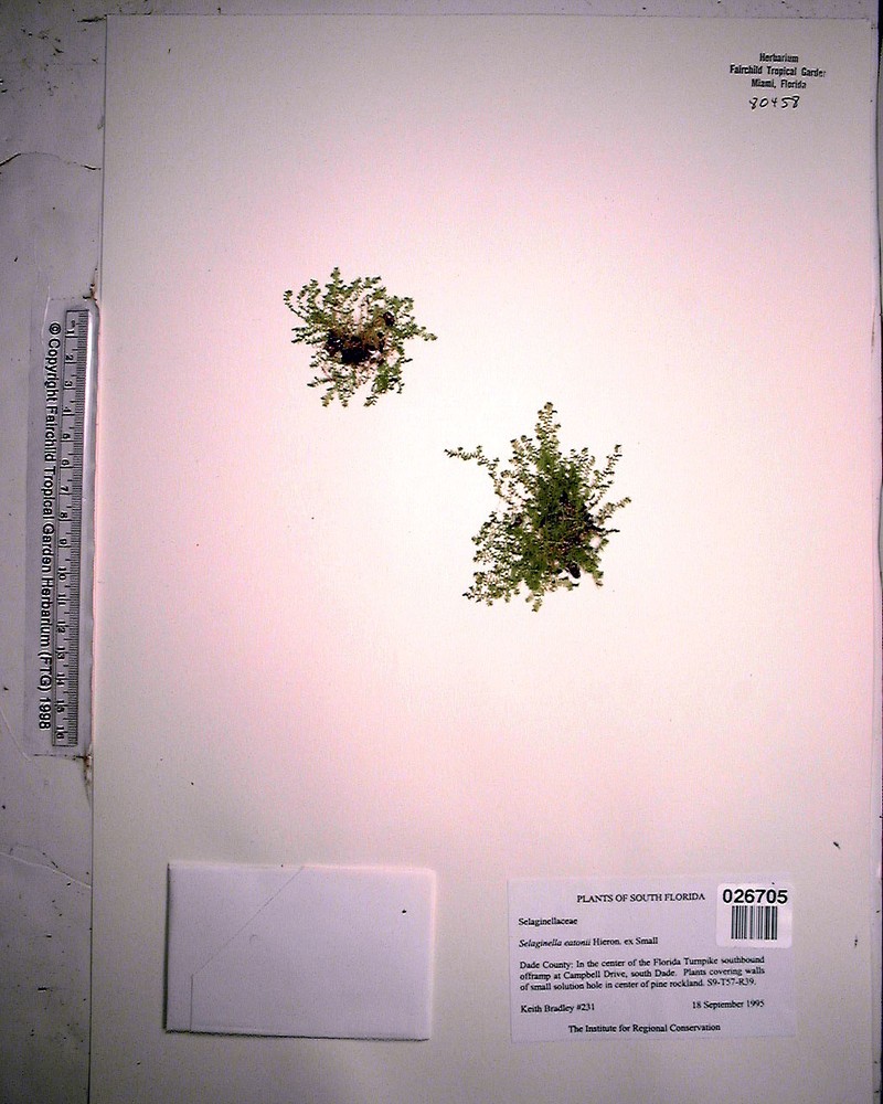 Armored Spikemoss photo 2