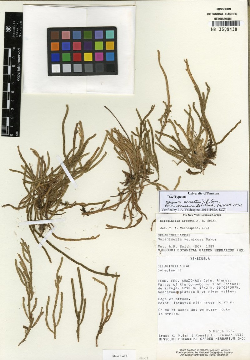 Selaginella arrecta