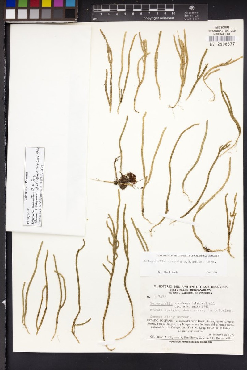 Selaginella arrecta photo 2