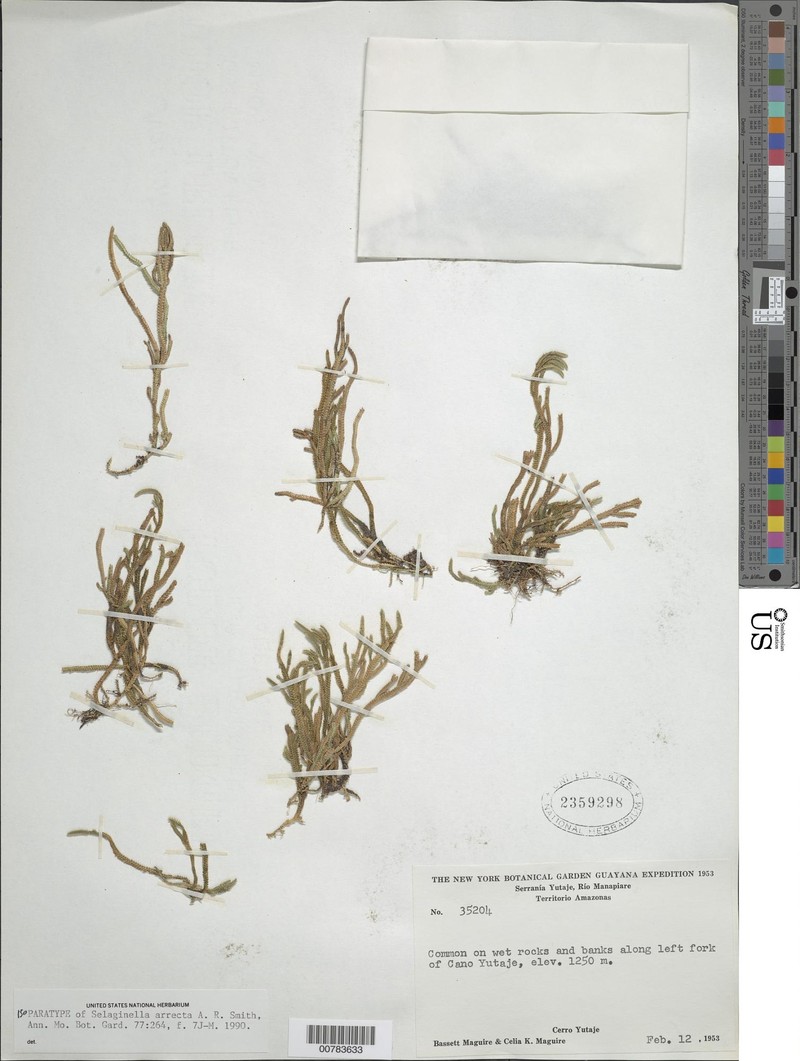 Selaginella arrecta photo 3