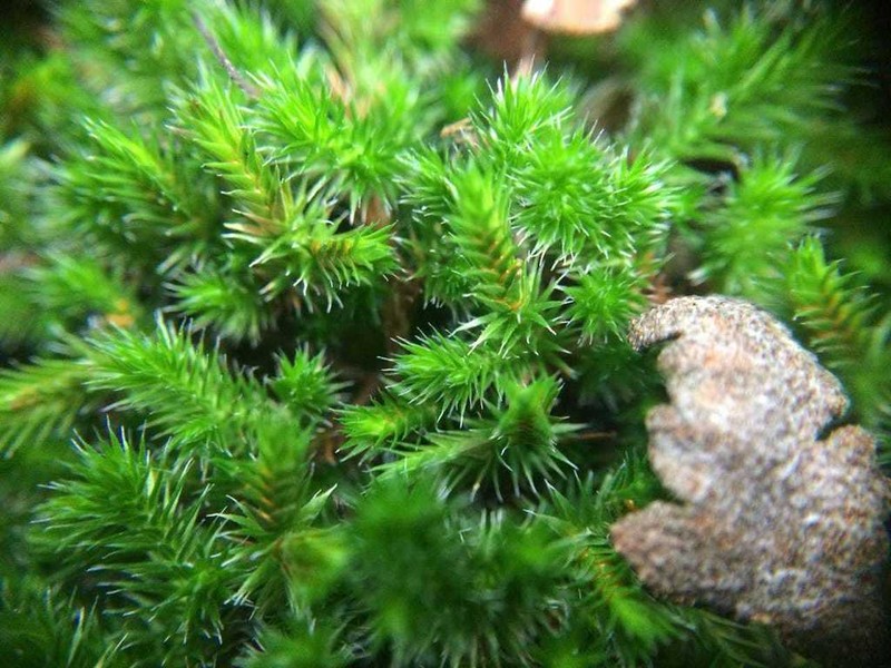 Selaginella arsenei
