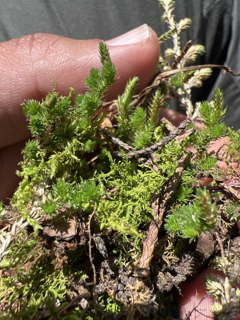 Selaginella arsenei photo 2