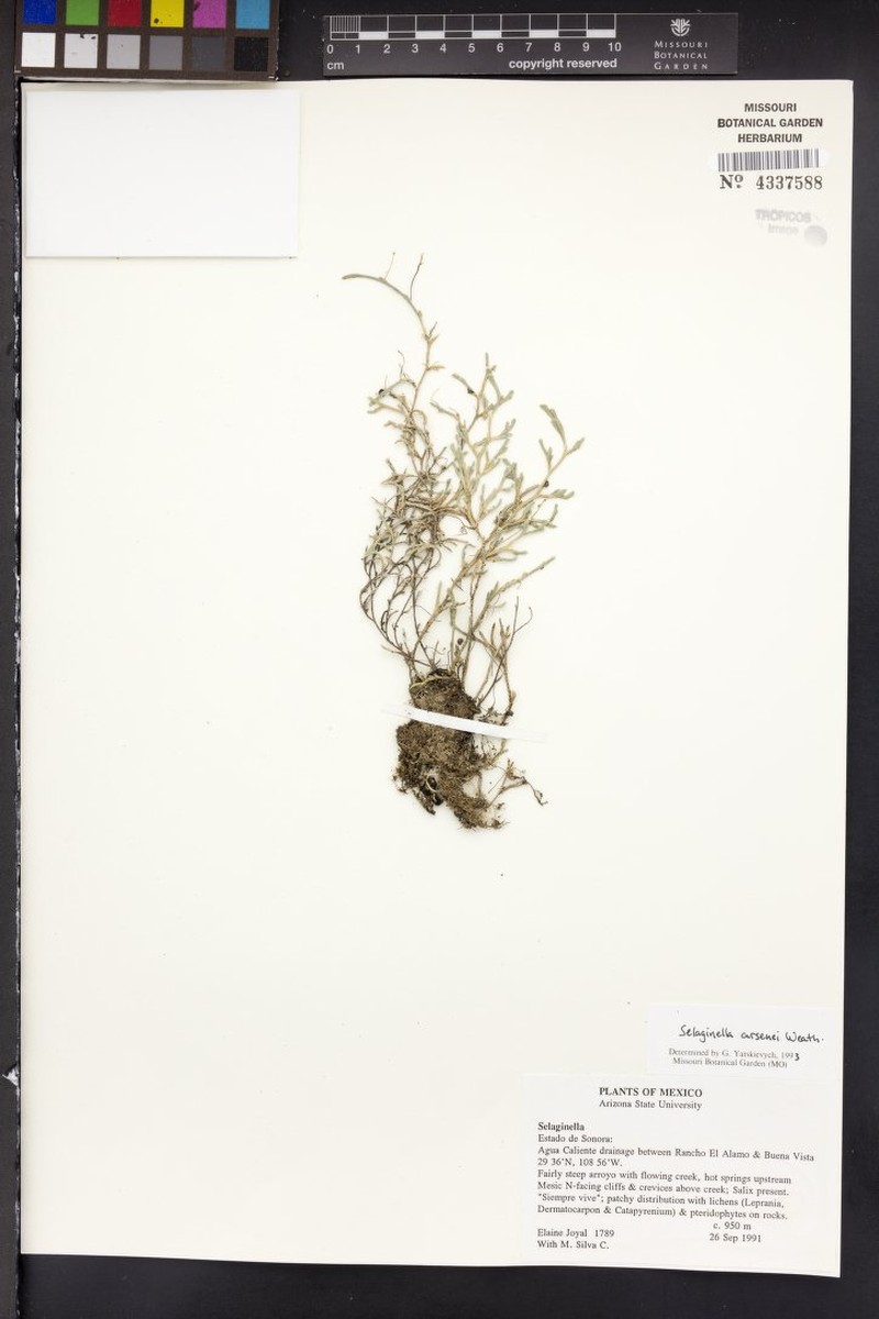 Selaginella arsenei photo 4