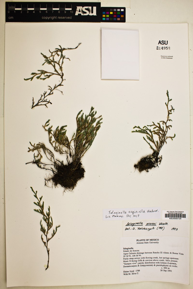 Selaginella arsenei photo 5