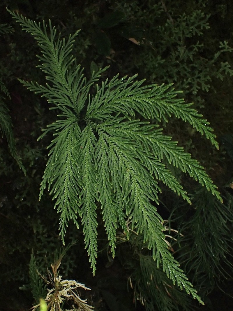 Selaginella arthritica