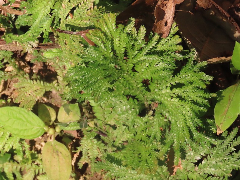 Selaginella arthritica photo 2