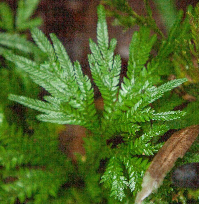 Selaginella arthritica photo 3
