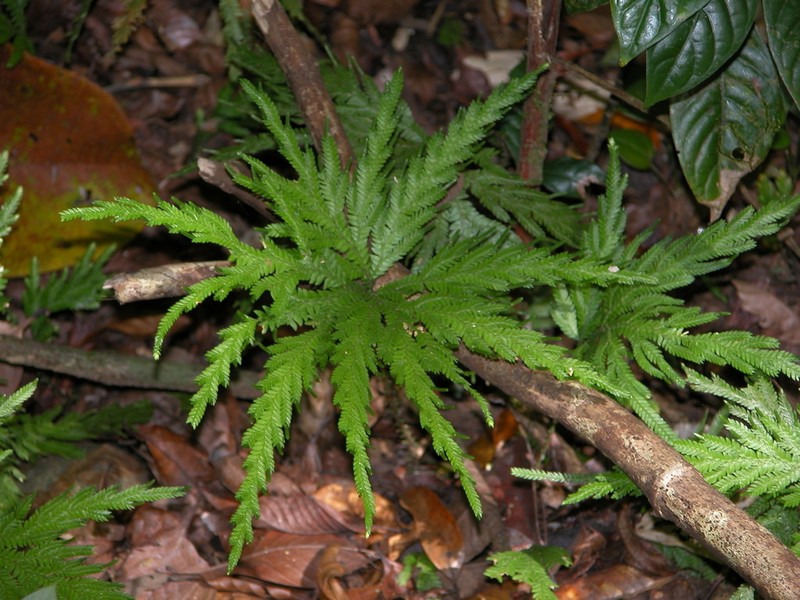 Selaginella arthritica photo 4