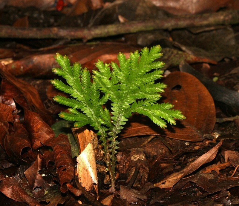 Selaginella arthritica photo 5