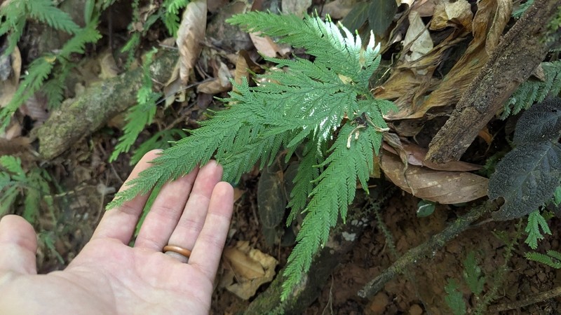 Selaginella arthritica photo 6