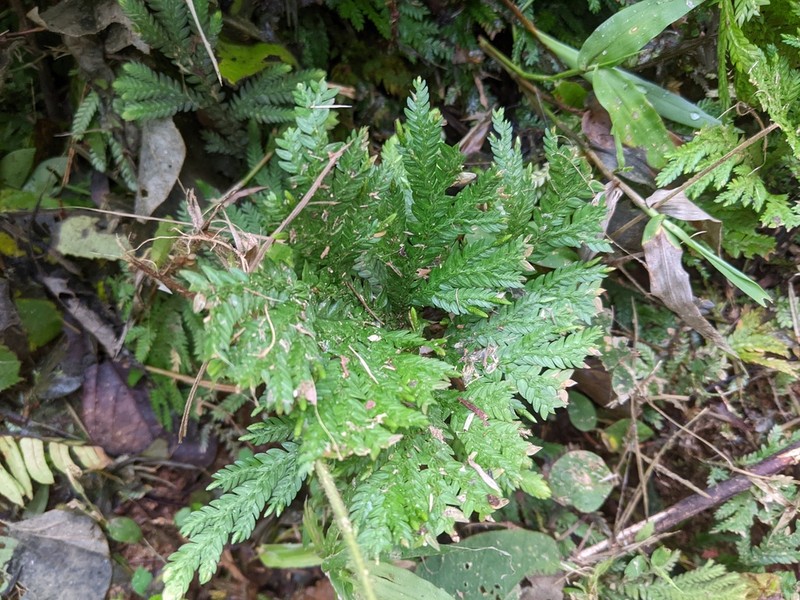 Selaginella arthritica photo 7