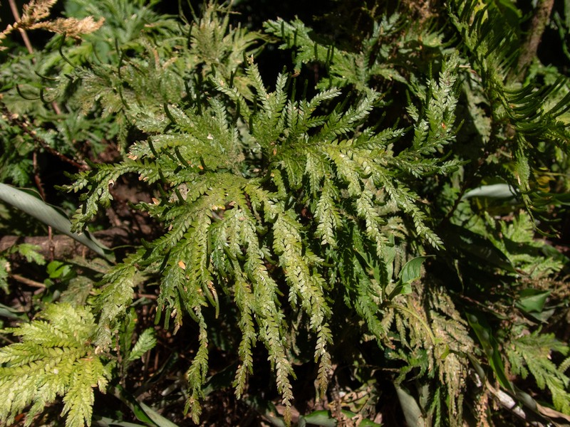 Selaginella arthritica photo 8