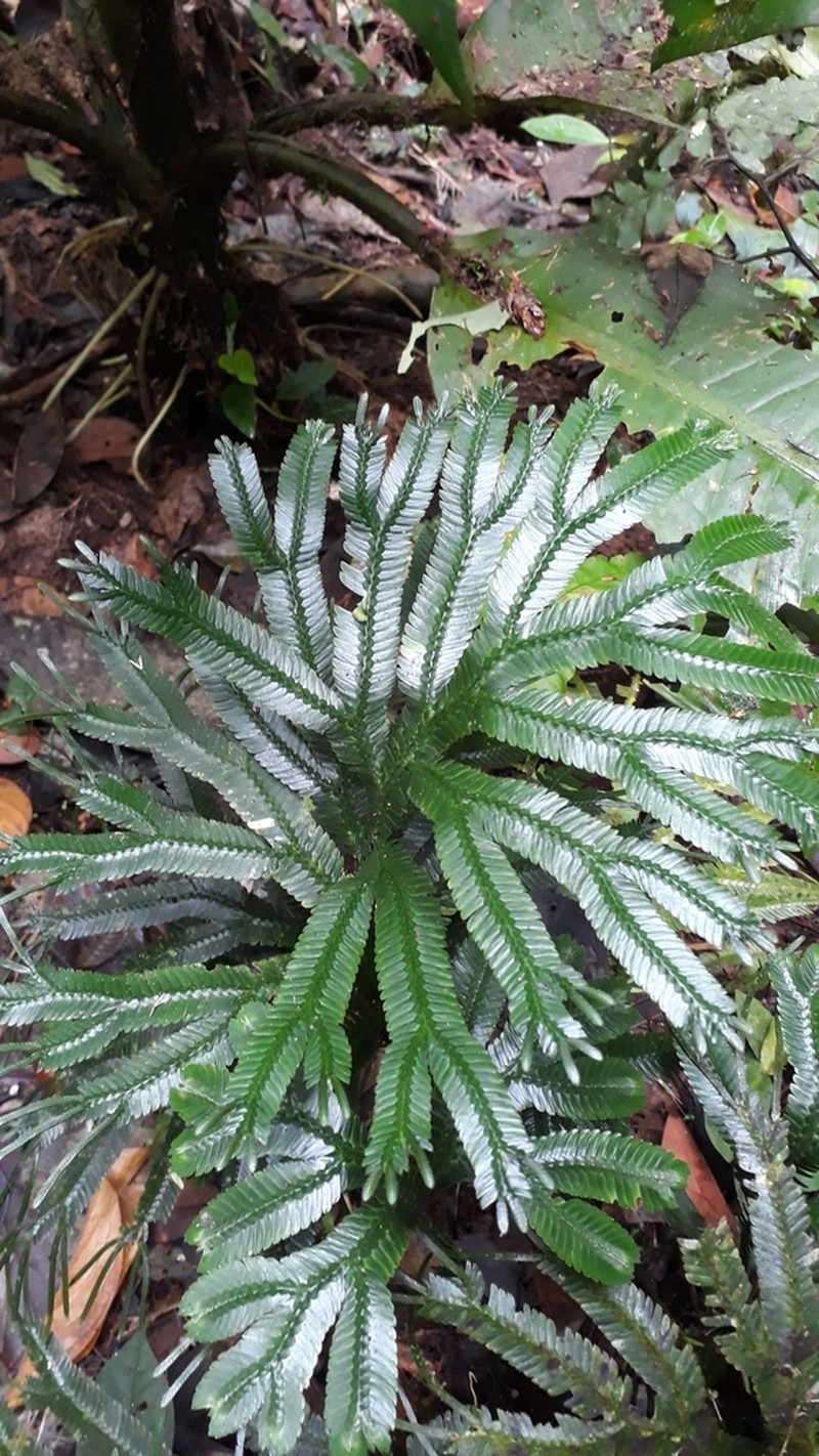 Selaginella articulata