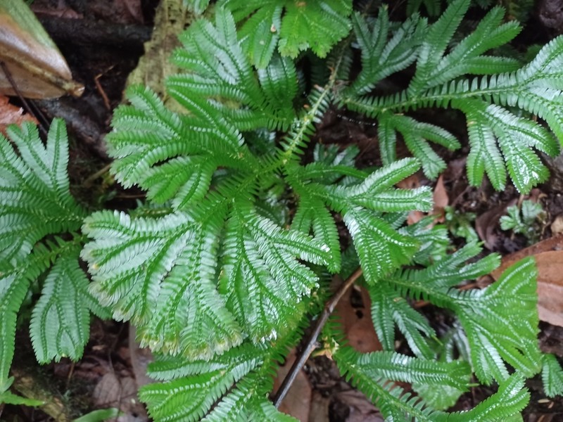 Selaginella articulata photo 2