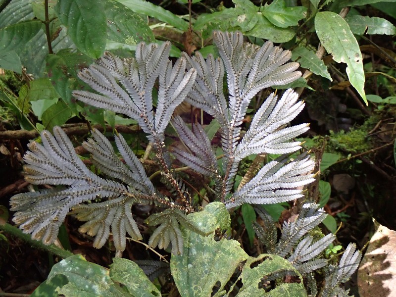 Selaginella articulata photo 3