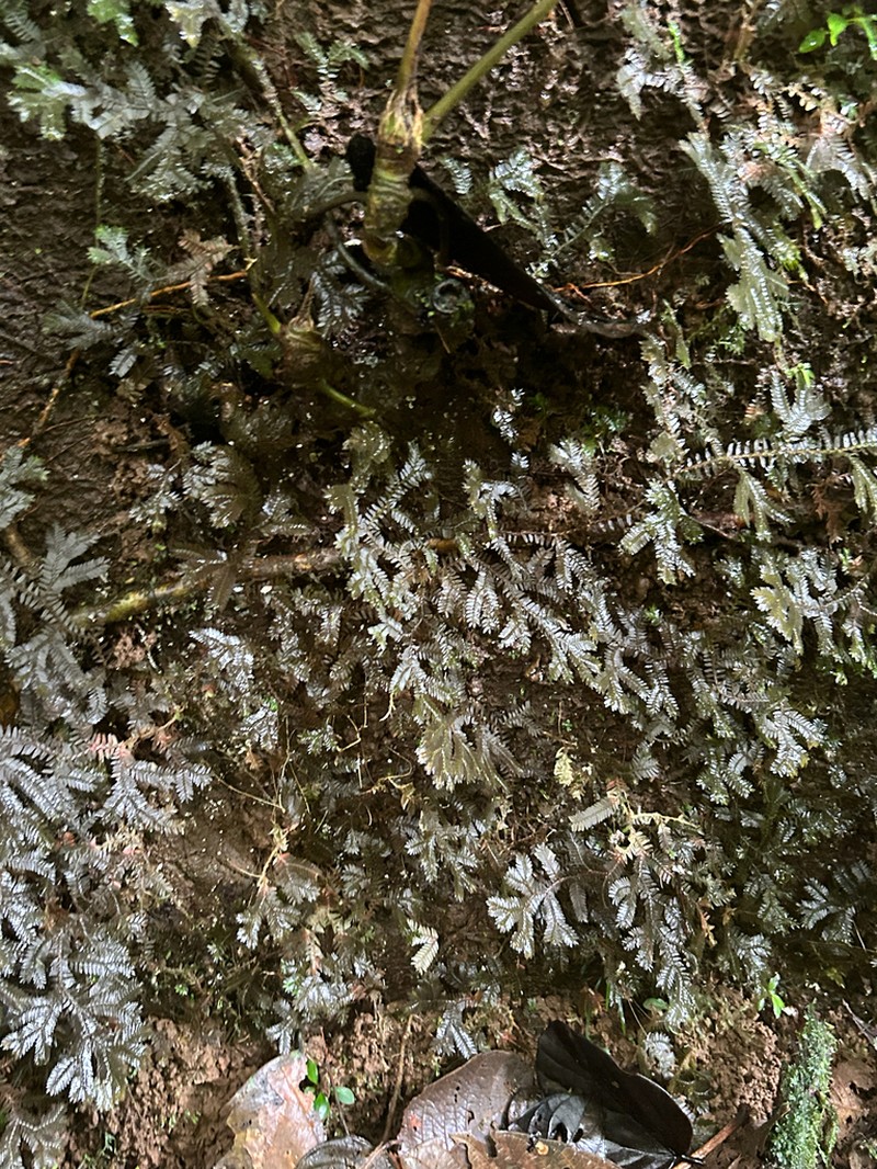 Selaginella articulata photo 4