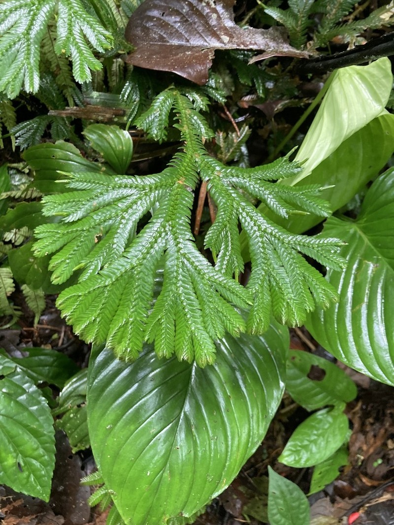 Selaginella articulata photo 5