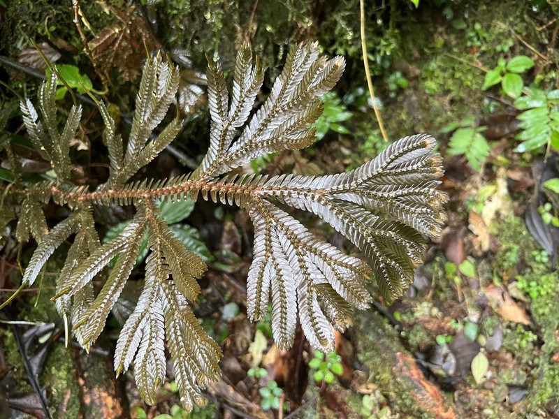 Selaginella articulata photo 6
