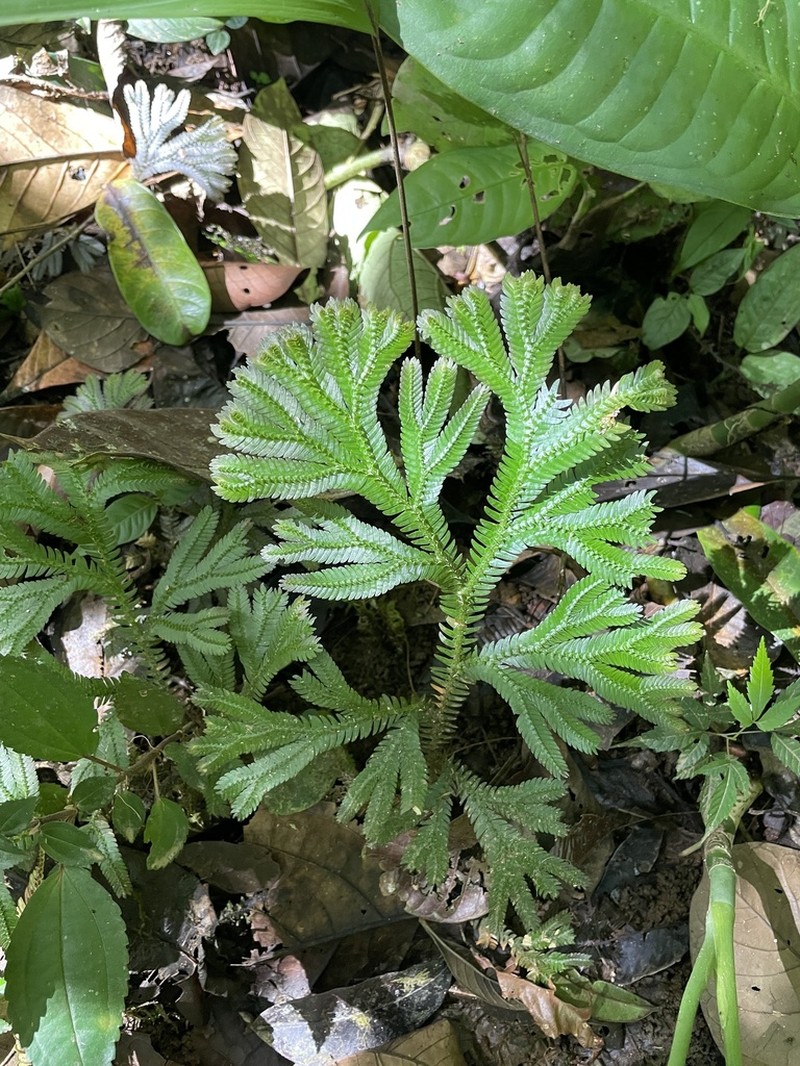 Selaginella articulata photo 7
