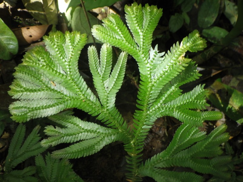 Selaginella articulata photo 8