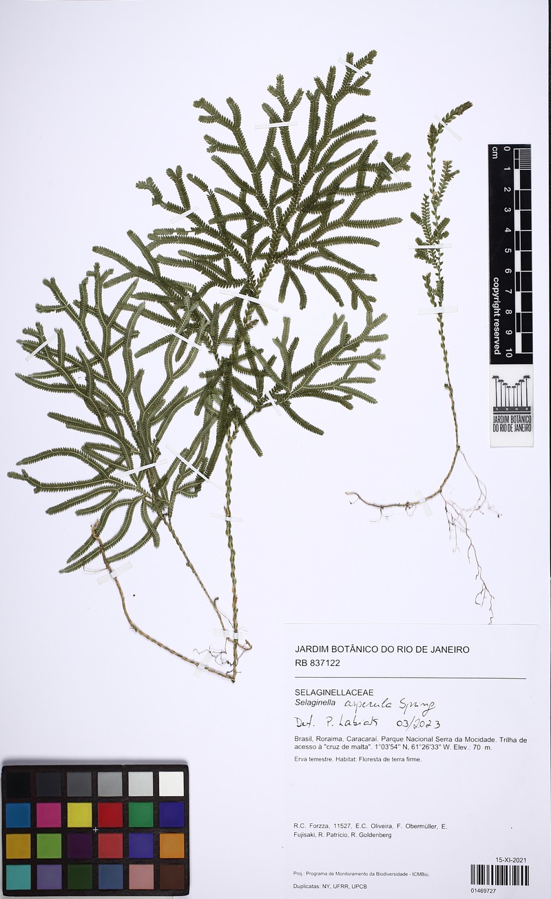 Selaginella asperula