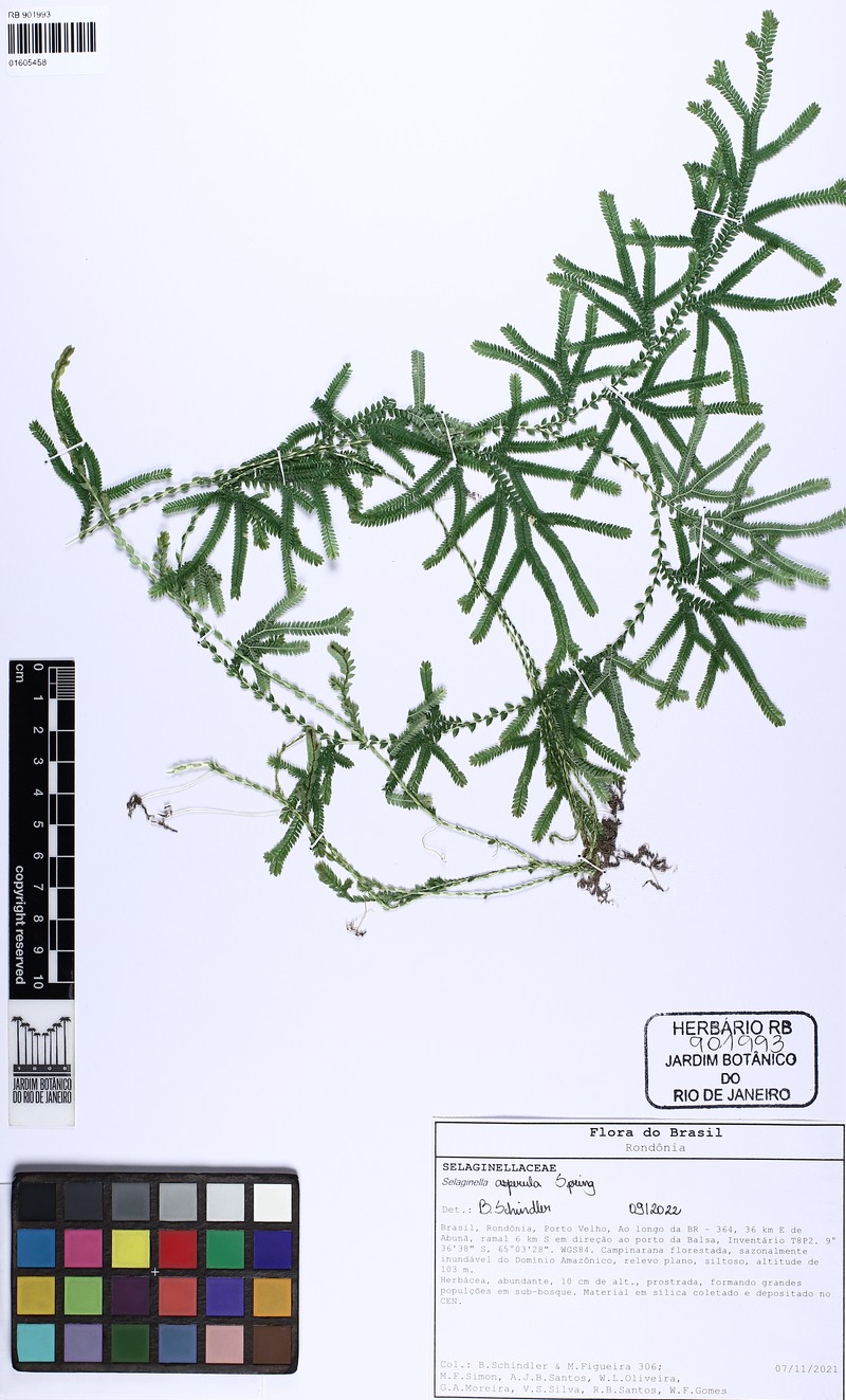 Selaginella asperula photo 2