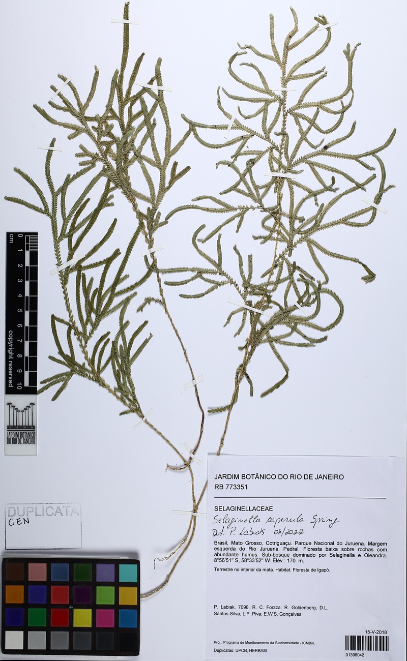 Selaginella asperula photo 3