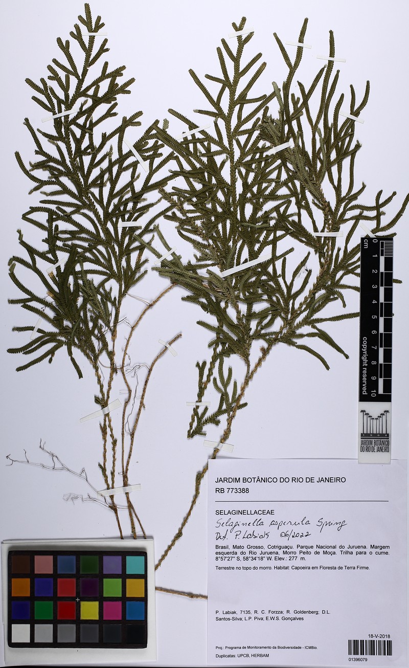 Selaginella asperula photo 4