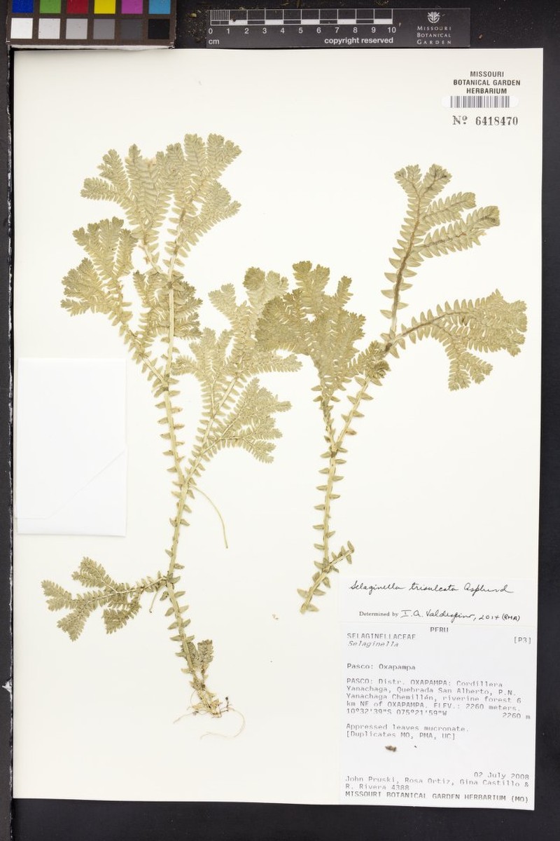 Selaginella asplundii