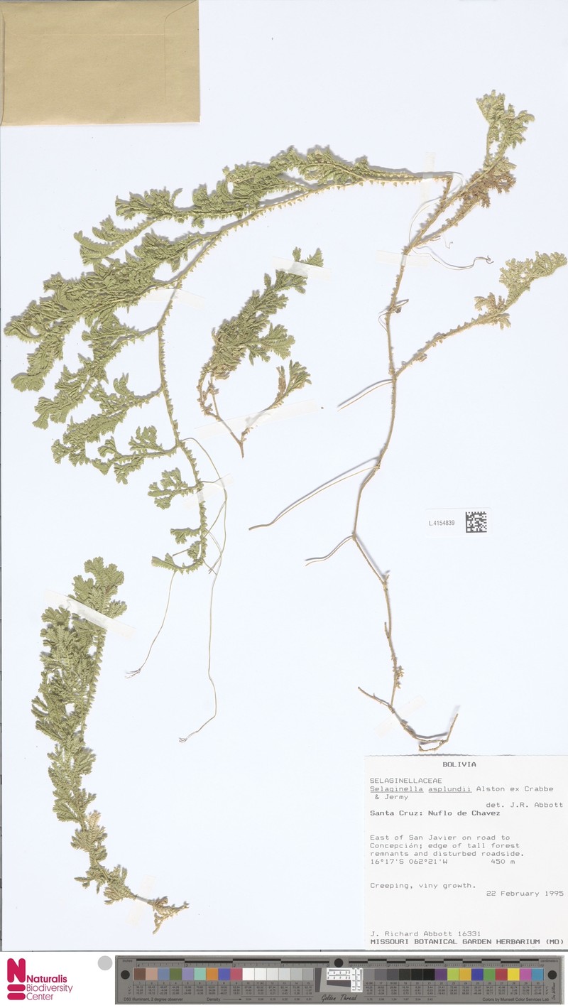 Selaginella asplundii photo 2